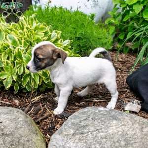 Pancake, Jack-A-Ranian Puppy